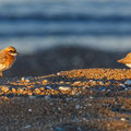 Charatrius leschenaultii columbinus 2 - Greater Sand Plover - Wüstenregenpfeifer, Cyprus, Mandria Beach, 20.04.2016