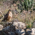 Buteo buteo - Common Buzzard - Maeusebussard, Cyprus, Mandria Beach, Februar 2016