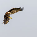 Rohrweihe, Western Marsh Harrier, Circus aeroginosus, Cyprus, Limassol, Zakaki Marsh + Pool, August 2018