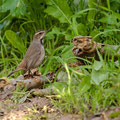 Blaukehlchen, Bluethroat female, Luscinia svecica, Cyprus, Paphos Sewage Plant, Januar 2019