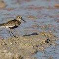 Alpenstrandläufer, Dunlin, Calidris alpina, Cyprus, Akrotiri - Zakaki Marsh, September 2018