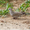 Oena capensis - Namaqua Dove (female) - Kaptäubchen, Cyprus, Mandria Greenhouse Area, March 2016