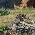 Buteo buteo - Common Buzzard - Maeusebussard, Cyprus, Mandria Beach, Februar 2016