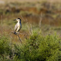 Nachtreiher, Black-croned Night Heron, Nycticorax nycticorax, Cyprus, Limassol, Zakaki Marsh + Pool, August 2018