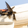 Mauersegler, Common Swift, Apus apus, Cyprus, Paphos - Moutthalos, 29. April 2017