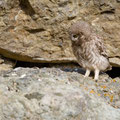 juvenile Little Owl´s, Athene noctua, Cyprus, Paphos - Anarita Park Area, around breeding cave, Mai - June 2018