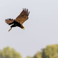 Rohrweihe, Western Marsh Harrier, Circus aeroginosus, Cyprus, Limassol, Zakaki Marsh + Pool, August 2018