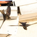 Mauersegler, Common Swift, Apus apus, Cyprus, Paphos - Moutthalos, 29. April 2017