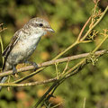 juveniler Schwarzstirnwürger, Lesser Grey Shrike, Lanius minor, Cyprus, Ineia-Pittokopos, Juli 2018