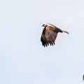 Circus aeroginosus  - Western Marsh Harrier - Rohrweihe, Cyprus, Akrotiri Zakaki Pool, Februar 2016