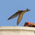 Mauersegler, Common Swift, Apus apus, Cyprus, Paphos - Moutthalos, 29. April 2017