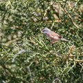 Sylvia ruepelli - Rüppell´s Warbler - Maskengrasmücke, Cyprus, Anarita, March 2016