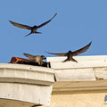 Mauersegler, Common Swift, Apus apus, Cyprus, Paphos - Moutthalos, 29. April 2017