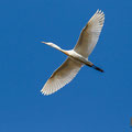 Bubulcus ibis - Cattle Egret - Kuhreiher, Cyprus, Oroklini Lake, Februar 2016