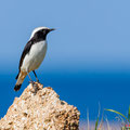 Schwarzrücken-Steinschmätzer, Mourning Wheatear, Oenathe lugens, Cyprus, Pegeia - Agios Georgios, Cape Drepanum, Februar 2019