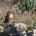 Buteo buteo - Common Buzzard - Maeusebussard, Cyprus, Mandria Beach, Februar 2016