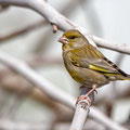 Carduelis chloris - Greenfinch - Grünfink, Cyprus, Mandria, March 2016