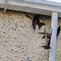 Mauersegler, Common Swift, Apus apus, Cyprus, Paphos - Moutthalos, 29. April 2017