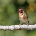 Distelfink, Goldfinch, Carduelis carduelis, Cyprus, our Garden, Januar 2019