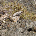 Steinkauz, Little Owl, Athene noctua, Cyprus, Paphos - Anarita Park Area, Futterübergabe, Mai 2018