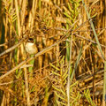 Acrocephalus melanopogon - Moustached Warbler - Mariskenrohrsänger, Cyprus, Oroklini Lake, Februar 2016