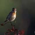 Saxicola torquatus - Stonechat - Schwarzkehlchen, Cyprus, Mandria Beach, March 2016