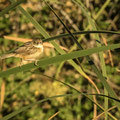 Zistensänger, Zitting Cisticola, Cisticola juncidis, Cyprus, Ineia-Pittokopos, Juli 2018