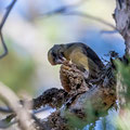 Fichtenkreuzschnabel, Common Crossbill, Laxia curvinostra, Cyprus, Troodos, Livadi tou pashia, 26. October 2018