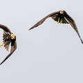 Rohrweihe, Western Marsh Harrier, Circus aeroginosus, Cyprus, Limassol, Zakaki Marsh + Pool, August 2018