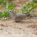 Oena capensis - Namaqua Dove (female) - Kaptäubchen, Cyprus, Mandria Greenhouse Area, March 2016