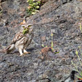 Steinkauz, Little Owl, Athene noctua, Cyprus, Paphos - Anarita Park, Breeding Place, April 2019