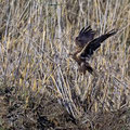 Rohrweihe, Western Marsh Harrier, Circus aeroginosus, Cyprus, Akrotiri Marsh, 11.April 2018 