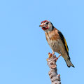 Distelfink, Goldfinch, Carduelis carduelis, Cyprus, our Garden, Januar 2019