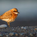 Charatrius leschenaultii columbinus 2 - Greater Sand Plover - Wüstenregenpfeifer, Cyprus, Mandria Beach, 20.04.2016