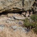 juvenile Little Owl´s, Athene noctua, Cyprus, Paphos - Anarita Park Area, around breeding cave, Mai - June 2018