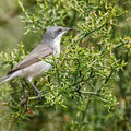 Sylvia curuca - Lesser Whitethroat - Klappergrasmücke, Cyprus, Anarita, March 2016