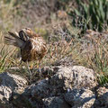 Buteo buteo - Common Buzzard - Maeusebussard, Cyprus, Mandria Beach, Februar 2016