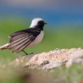 Schwarzrücken-Steinschmätzer, Mourning Wheatear, Oenathe lugens, Cyprus, Pegeia - Agios Georgios, Cape Drepanum, Februar 2019