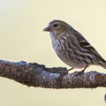 Serinus serinus - European Serin - Girlitz, Cyprus, Livadi tou Passia, March 2016