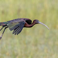 Brauner Sichler, Glossy Ibis, Plegadis falcinellus, Cyprus, Akrotiri Marsh, 11.April 2018 