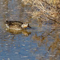 Anas crecca - Eurasian Teal (female) - Krickente, Cyprus, Oroklini Lake, 2016