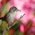 Sylvia melanocephala - Sardinian Warbler - Samtkopf-Grasmücke, Cyprus, Anarita Park, April 2016