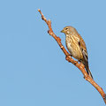 Carduelis cannabina - Linnet - Bluthänfling, Cyprus, Mandria Beach, March 2016