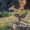 Buteo buteo - Common Buzzard - Maeusebussard, Cyprus, Mandria Beach, Februar 2016