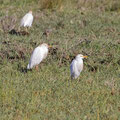 Kuhreiher, Cattle Egret, Bubulcus ibis, Cyprus, Akrotiri Marsh, 11.April 2018 