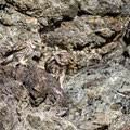 Steinkauz, Little Owl, Athene noctua, Cyprus, Paphos - Anarita Park Area, Futterübergabe, Mai 2018