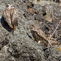 Steinkauz, Little Owl, Athene noctua, Cyprus, Paphos - Anarita Park Area, Mai 2018