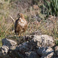 Buteo buteo - Common Buzzard - Maeusebussard, Cyprus, Mandria Beach, Februar 2016