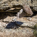 Steinkauz, Little Owl, Athene noctua, Cyprus, Paphos - Anarita Park Area, an der Bruthöhle, Mai 2018