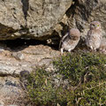 juvenile Little Owl´s, Athene noctua, Cyprus, Paphos - Anarita Park Area, around breeding cave, Mai - June 2018